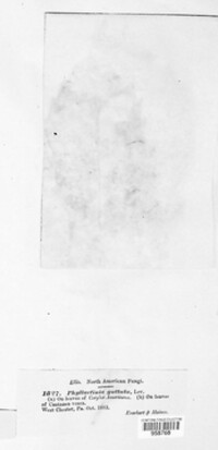 Phyllactinia guttata image